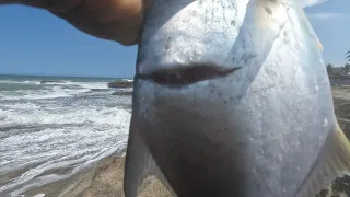 PREDADOR ATACA PAMPO PESCARIA GUARAPARI ES