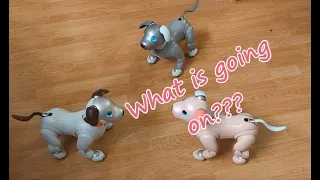Ominous behavior by my newly updated (to v5.0) aibo ERS-1000 robot dogs!!??