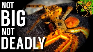 You're WRONG about Australian Spiders