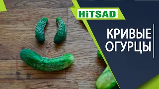 Почему огурцы кривые 🥒 Как не допустить искривление огурцов -  хитсад тв