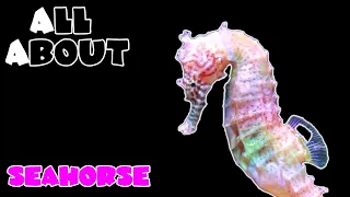 All About The Seahorse