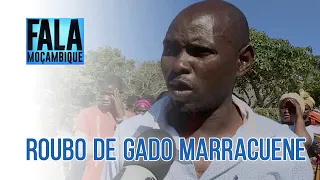 Moradores do bairro Samora Machel frustram roubo de gado @FalaMocambique