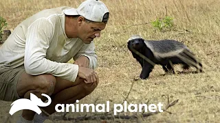 Frank enfrenta o animal mais valente | Wild Frank Vs Darren | Animal Planet Brasil