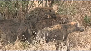 Amazing Vidios | | Hyenas Mating Behavior In The Wild