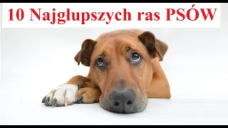 10 NAJGŁUPSZYCH ras PSÓW