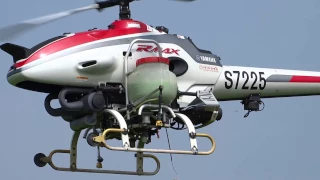 Spraying paddy bugs in rice farm using helicoptor.