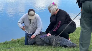 Gator Expert Warns of Walking Your Pets Near Edge of Water