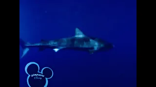 MLSHD LITTLE EINSTEINS WHALE TALE SHARK CHASE WITH JAWS MUSIC 🦈🇳🇿🇭🇲