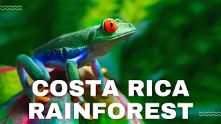 Costa Rica Rainforest 4K- A Tropical Wildlife Paradise | Scenic Relaxation Film