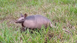 Armadillo