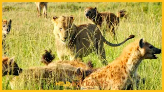 Hyenas Attack Lion Kill || Masai Mara || Wild Extracts
