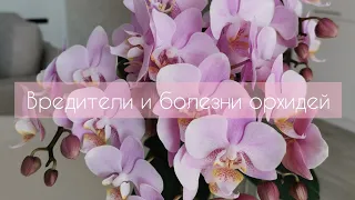Вредители и болезни орхидей. Как лечить орхидею. Мой опыт.