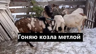 Новые кролики. Спасаюсь метлой от козла