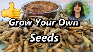 Grow an ENDLESS Supply of Radish Seeds | Saving Seeds for Microgreens Sprouts or Fully Mature Plants