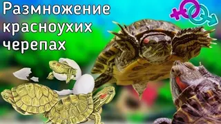 Размножение красноухих черепах (разведение)! / ЧЕРИ TV