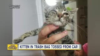 Kitten rescued from trash bag after tossed from car onto Wauchula road