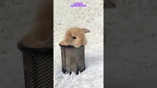 Cute Little Rabbit Inside A Small Basket Jumps Out Funny Animals