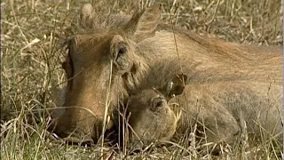 Search for Safety: Lost Baby Warthog Seeks Its Mother
