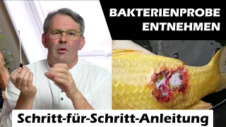 Bakterienprobe ins Labor schicken I TUTORIAL VOM KOIDOC