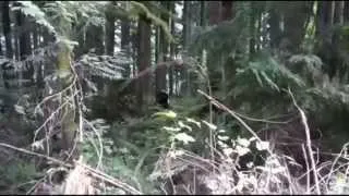 Sasquatch caught on video by Chinese tourists Breakdown