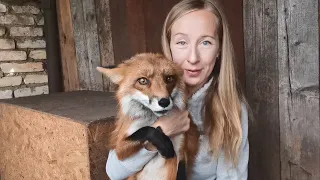 Why do we catch foxes from time to time