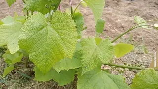 Виноград в июне в открытом грунте Ленинградской области