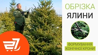 Обрізка ялини: формування конічної крони / обрезка елки / формирование кроны елки