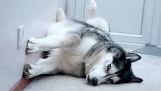 My Husky Does This To Me EVERY Day! His Tail Betrays Him!
