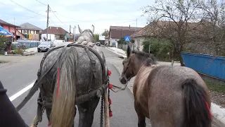Caii lui Dragos de la Rascruci, Cluj - 2020 Nou!!!