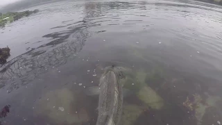 Fish of a Lifetime: 46 lb Striped Bass at the Cape Cod Canal