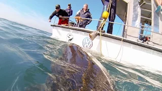 GoPro: If I Was A Great White Shark