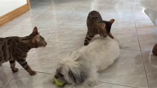 When Sam the Bengal Cat's favourite toy is a dog's fluffy tail