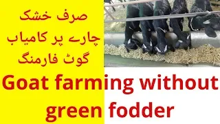 Goat farming without green fodder || stall fed goat farming || dry matter base farming