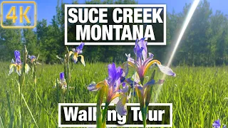 4K City Walks - Montana - Suce Creek Trail Near Livingston - Virtual Walking Trails for Treadmill