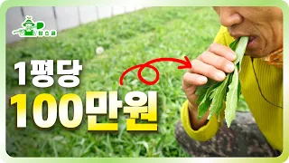 평당 100만원 수익의 특용작물!ㅣ나 홀로 25,000평 농사