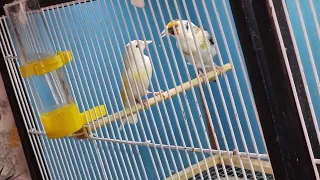Siberian goldfinches lutino pied hen classic pied cock