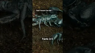 Interesting Facts About Scorpion #4 #shorts