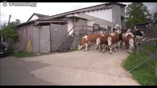 Коровы впервые увидели траву после зимы