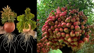 New technique of grafting apples with watermelon to get more apples