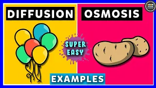 Diffusion and Osmosis