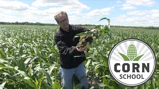 Corn School: How much rain does corn need?