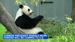 Pandas coming back? China may send more of the popular bears to the US