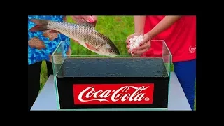 Эксперимент - Рыба против 1000 Ментос против Кока-Колы под водой