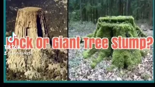Did Ancient Giant Trees Exist?