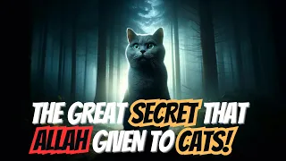 The AMAZING MYSTERIES of CATS in ISLAM