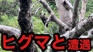 【死ぬかと思った】夕張岳でヒグマに至近距離で遭遇･･･