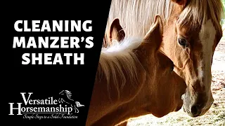CLEANING MANZER'S SHEATH (has he dropped yet?) // Versatile Horsemanship
