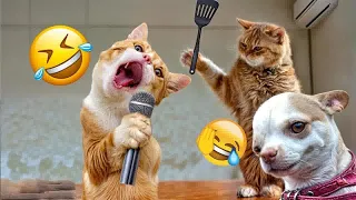 New Funny Animals 2024 😜 Funniest Dogs and Cats 😻🐶