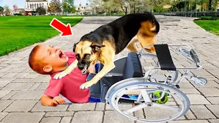 When Mom Saw What The Dog Did To Her Disabled Son, She Couldn't Help Screaming!