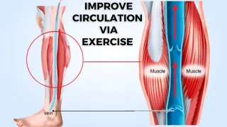 7 Exercises to Improve Circulation and Blood Flow in Your Legs and Feet